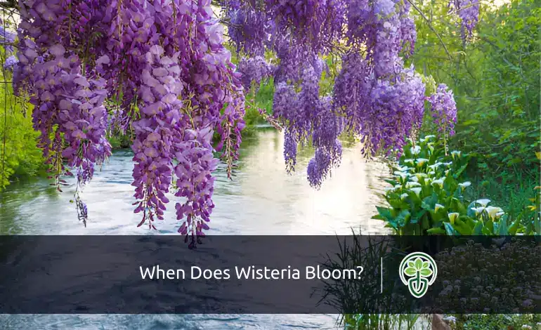 When Does Wisteria Bloom