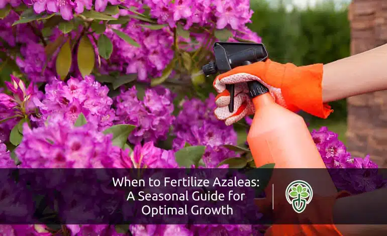 When to Fertilize Azalea for Optimal Growth?
