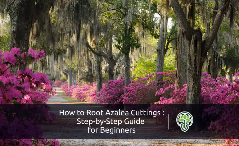 How to Root Azalea Cuttings: Step-by-Step Guide for Beginners