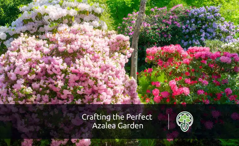 Crafting the Perfect Azalea Garden Best Practices and Ideas