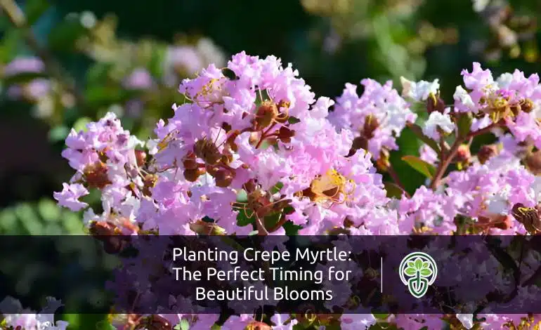 Planting Crepe Myrtle: The Perfect Timing for Beautiful Blooms