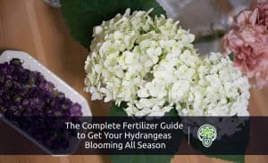 Complete Fertilizer Guide to Get Your Hydrangeas Blooming All Season