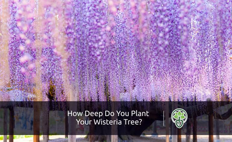 How Deep Do You Plant Wisteria Tree