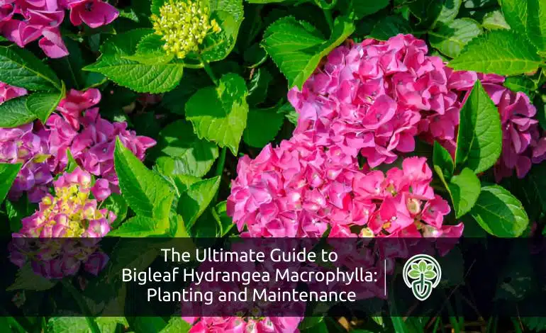 Bigleaf Hydrangea Macrophylla