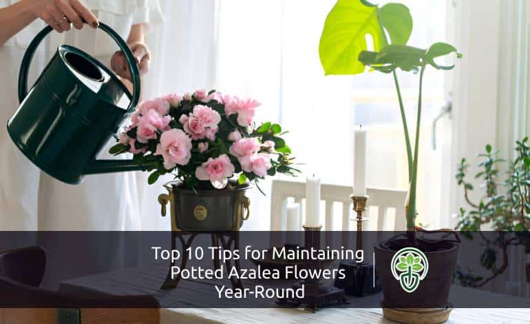 Top 10 Tips for Maintaining Potted Azalea Flowers Year-Round