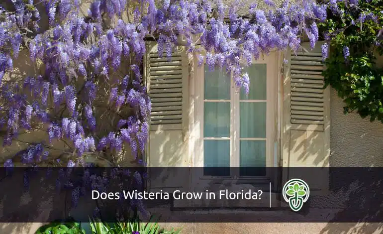 Does Wisteria Grow in Florida