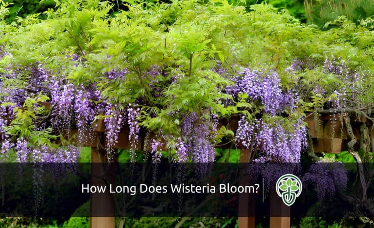 How Long Does Wisteria Bloom? (You Might Be Surprised!)