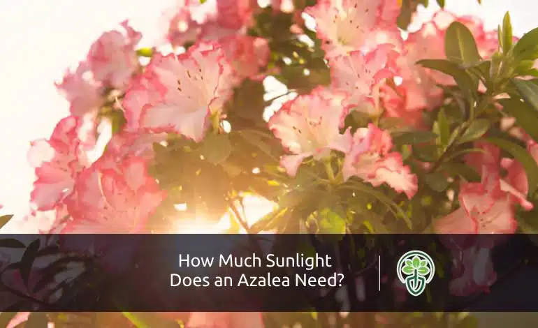 How Much Sunlight Does an Azalea Need?