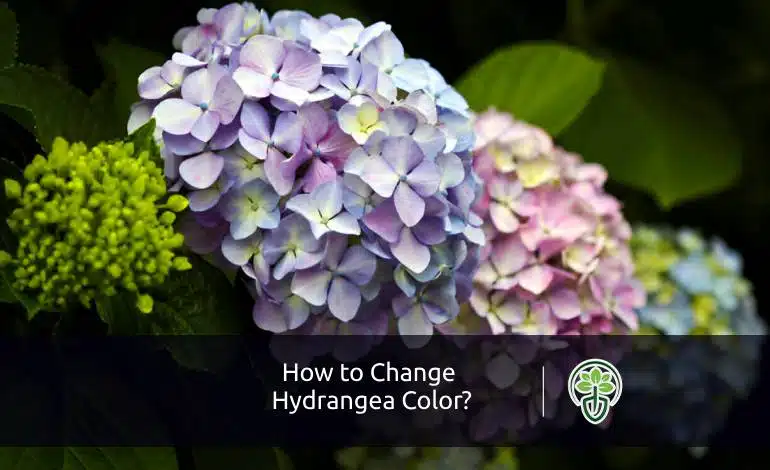How to Change Hydrangea Color