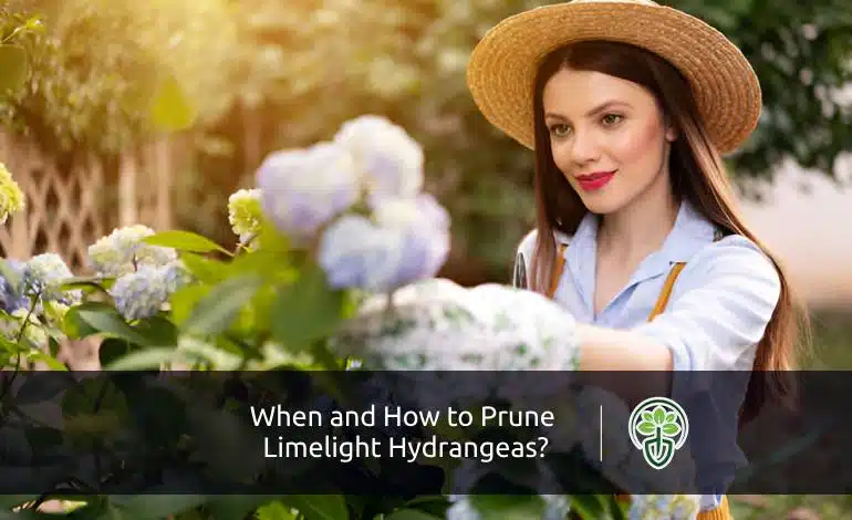 When and How to Prune Limelight Hydrangeas