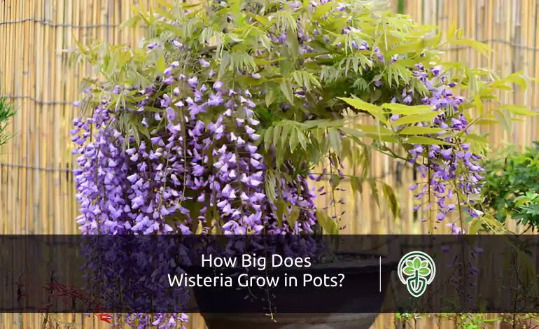 How Big Does Wisteria Grow in Pots? Size, Growth & Care Tips