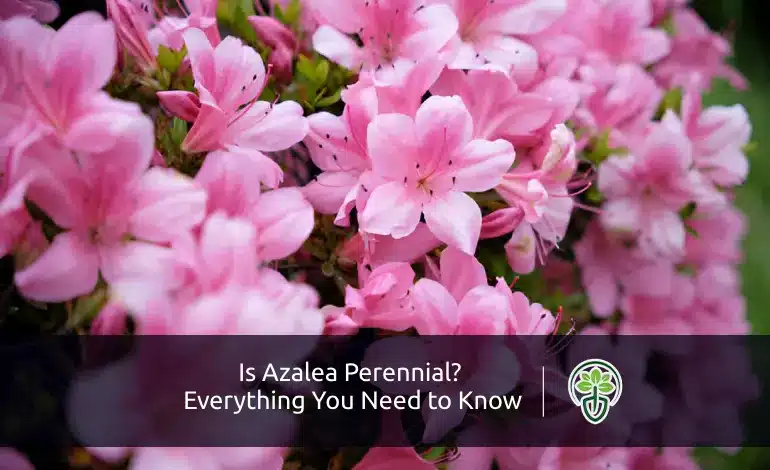Is Azalea Perennial Everything You Need to Know