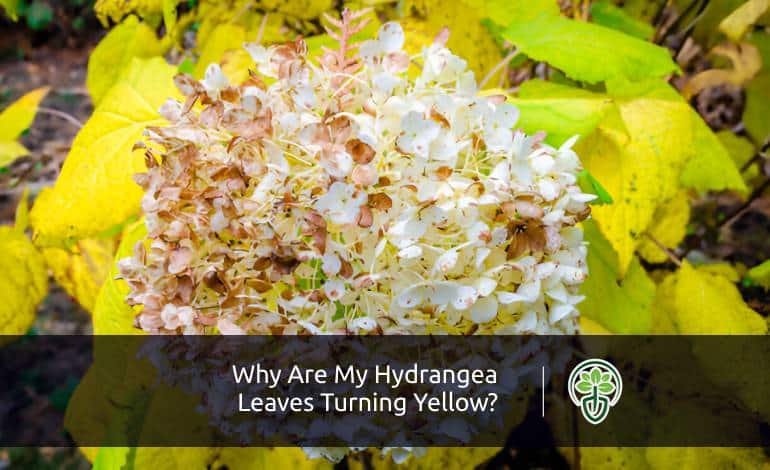 Why Are My Hydrangea Leaves Turning Yellow?