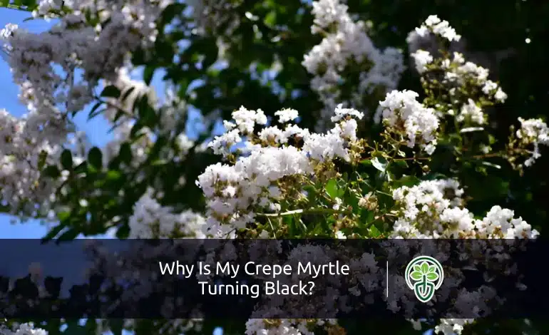 Why Is My Crepe Myrtle Turning Black?