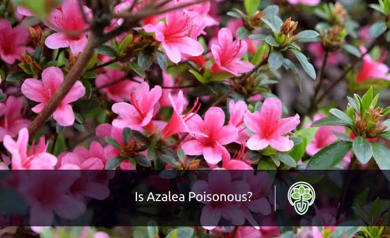 Is Azalea Poisonous Risks for Pets, Humans & Prevention Tips