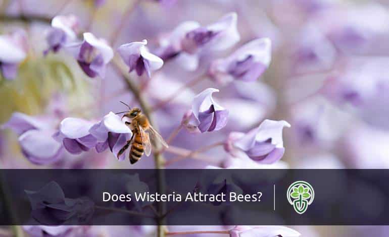 Does Wisteria Attract Bees? What Gardeners Should Know