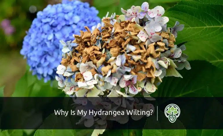 Why Is My Hydrangea Wilting? Causes & Fast Fixes Explained