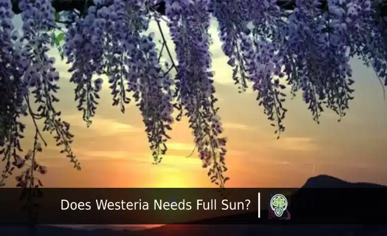 Does Wisteria Need Full Sun?