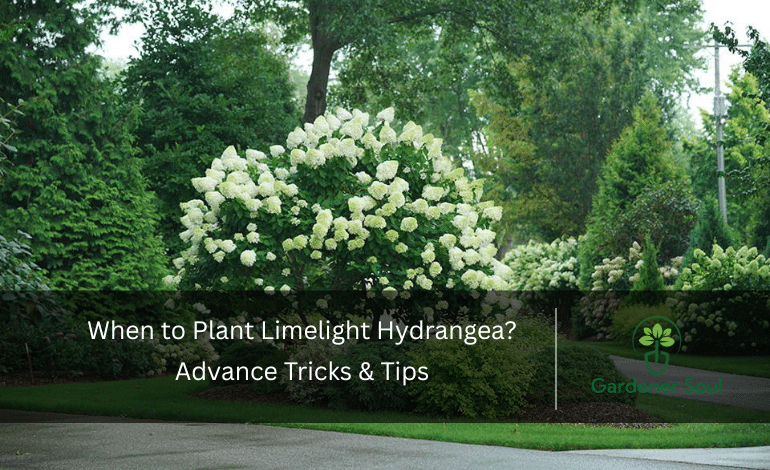 When to Plant Limelight Hydrangea