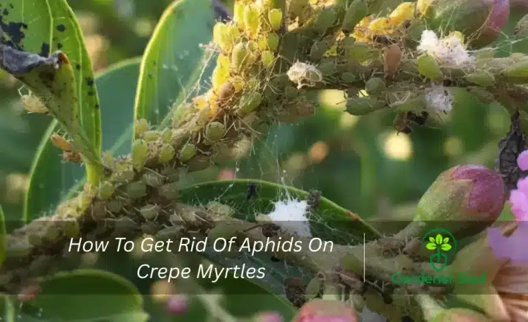 How To Get Rid Of Aphids On Crepe Myrtles Fast (No Harsh Chemicals!)