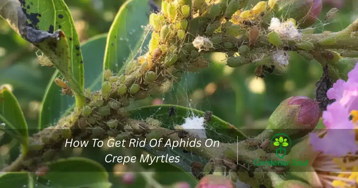 get rid of aphids on crepe myrtles