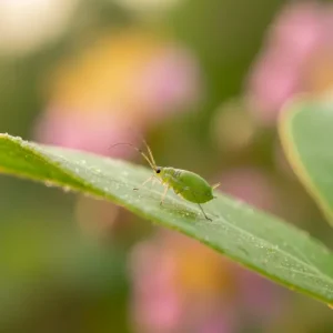 Aphids