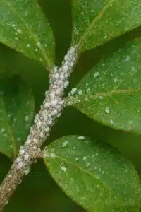 Aphid Honeydues