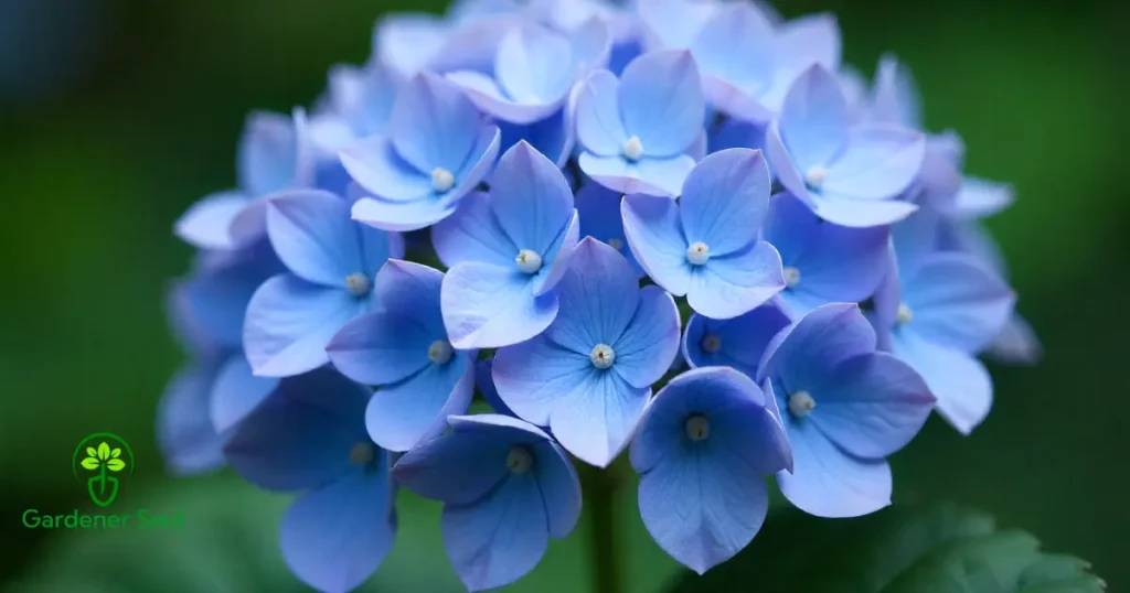 Bigleaf Hydrangea Care