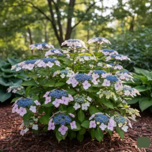 Mountain Hydrangea