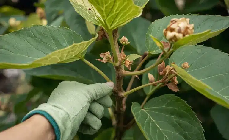 Why Is My Hydrangea Not Growing? A Complete Diagnostic Guide to Stunted Growth and Revival